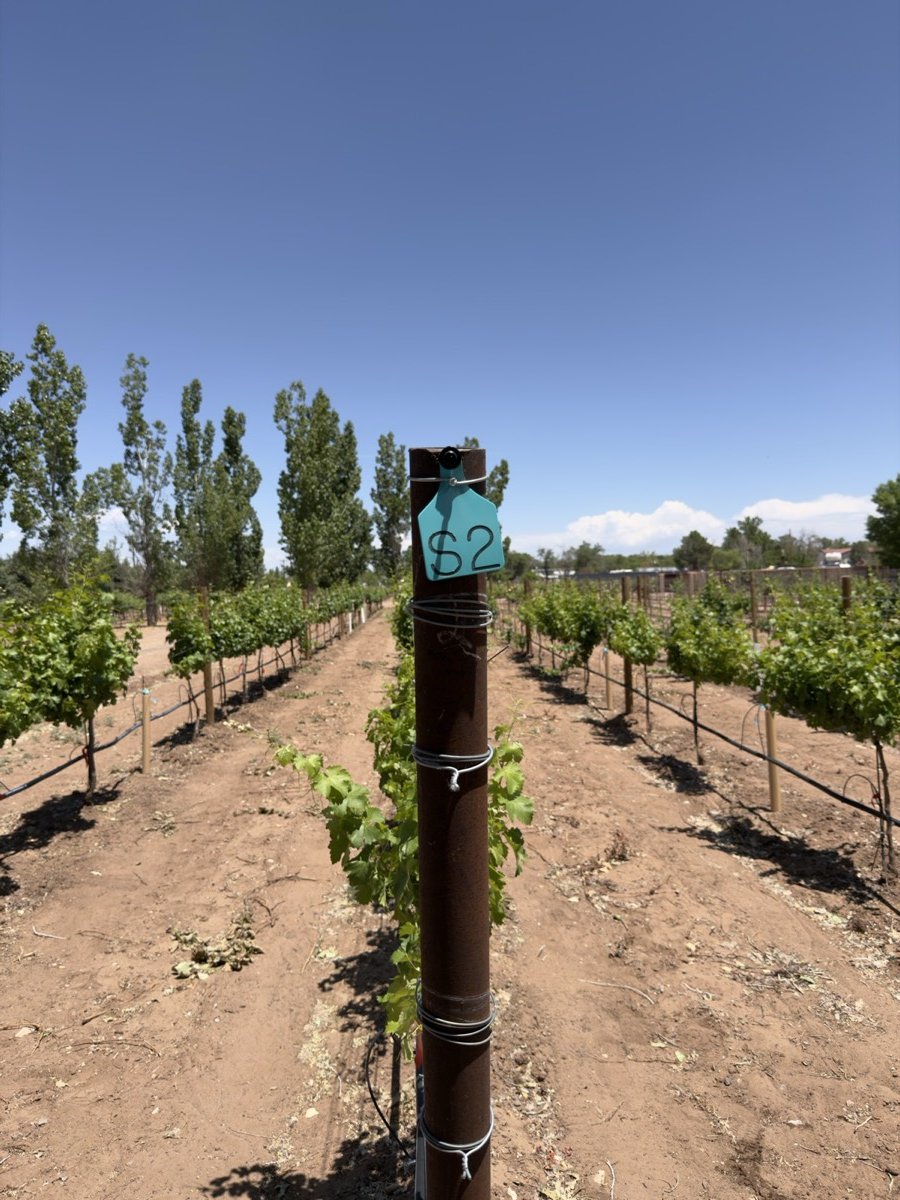 Row marker S2 among young vines at Pajarito Vineyards